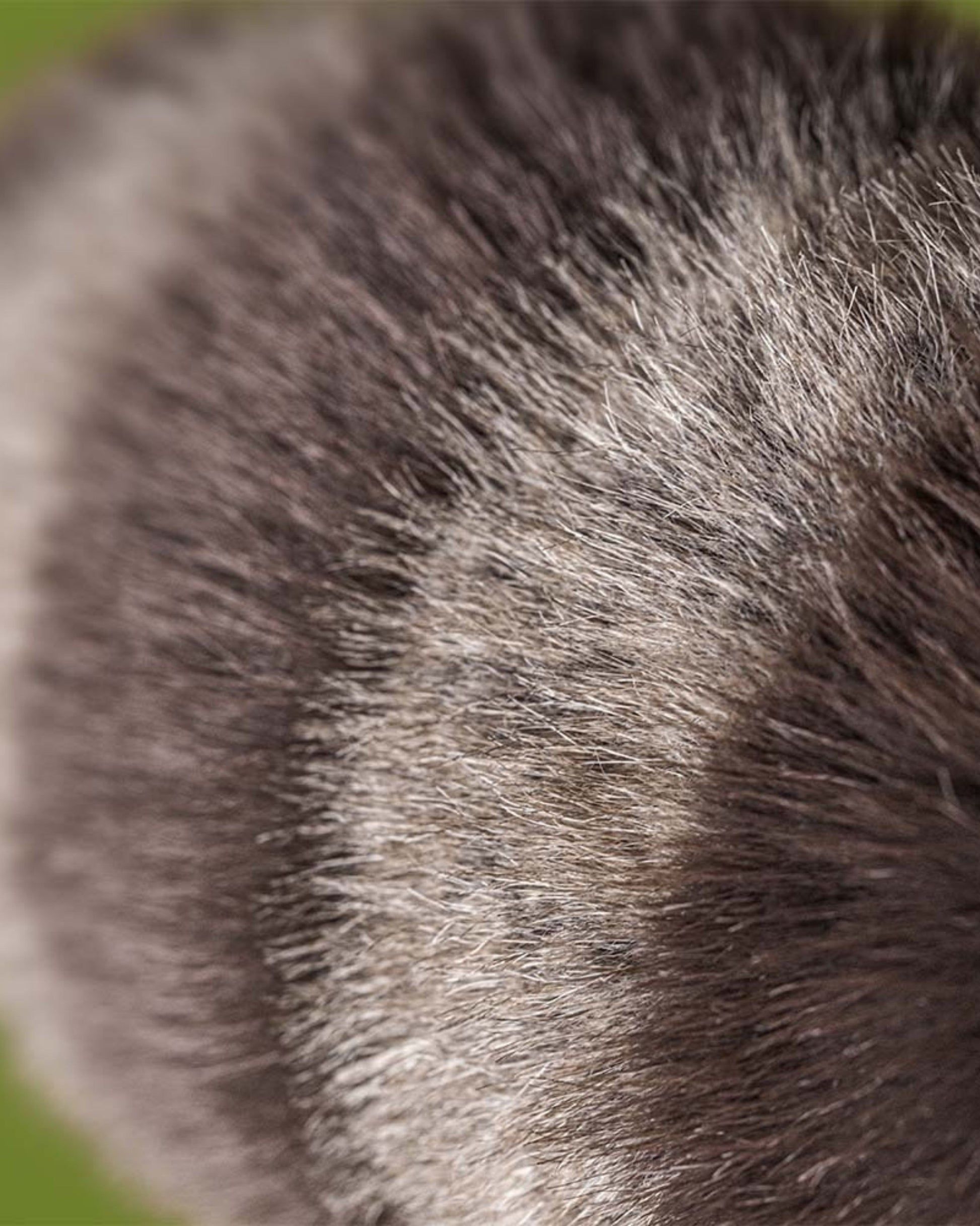 TRIXIWOO RACOON - PLUSH TOY