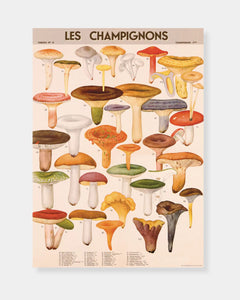 MUSHROOMS - POSTER