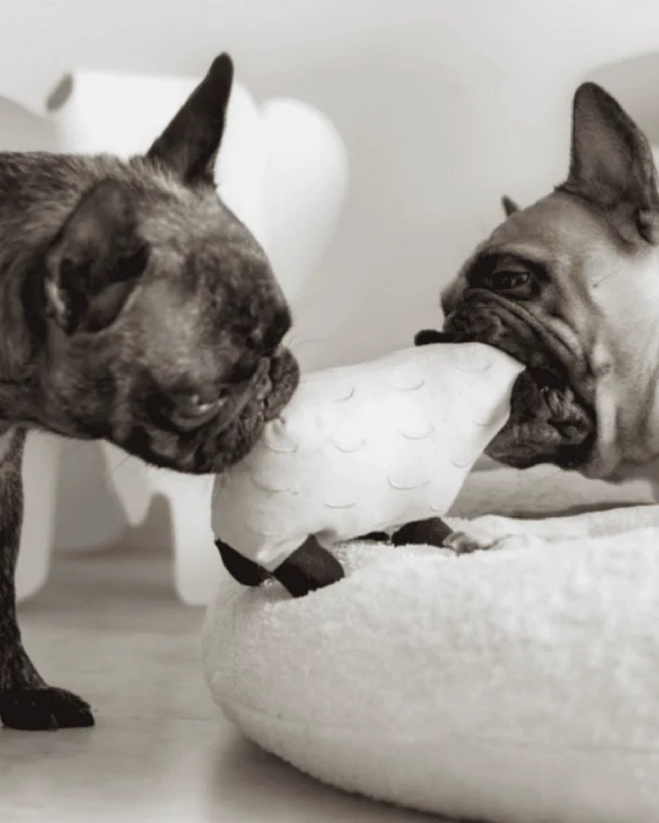 DOLLY - PET TOY | Stonewaters