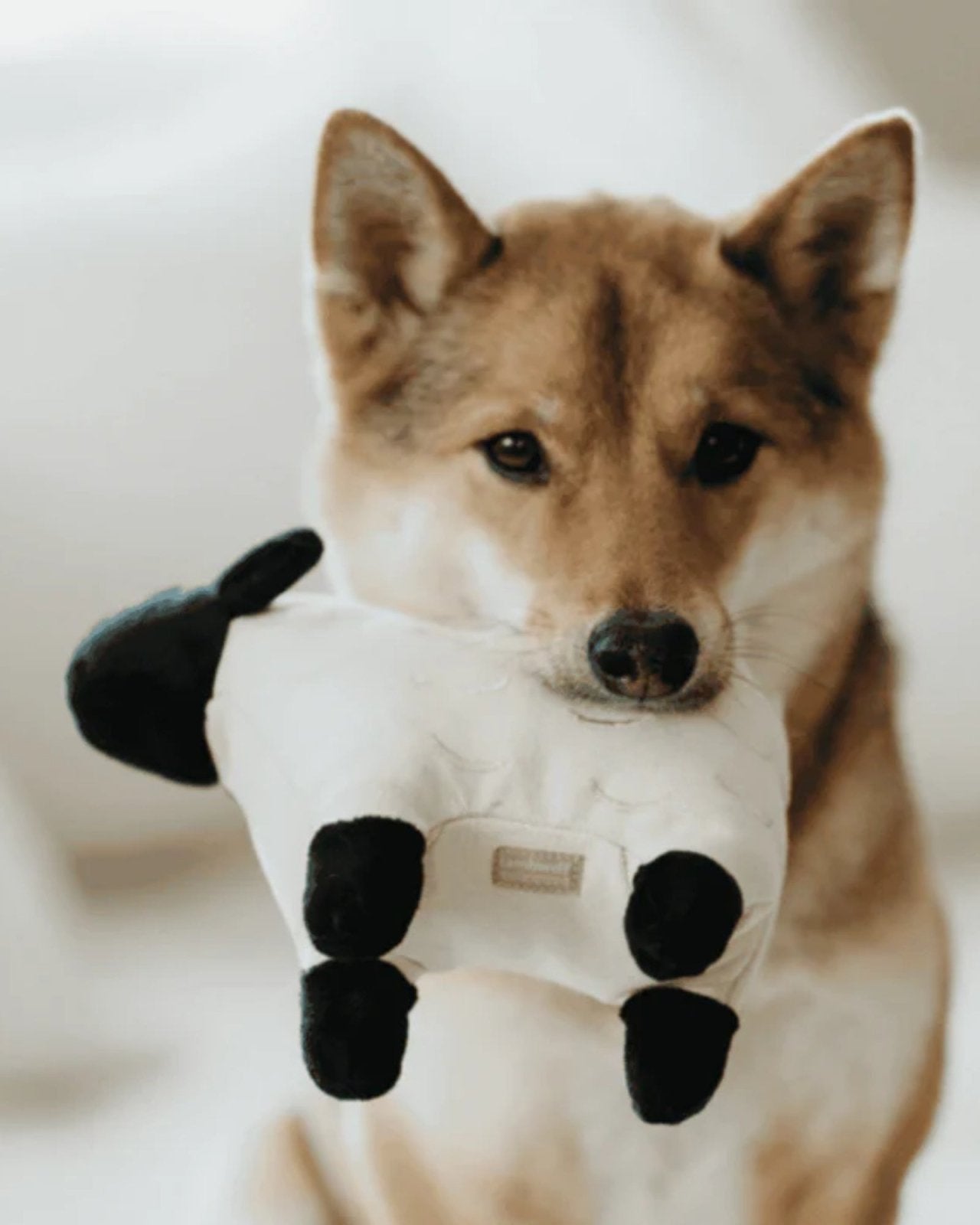 DOLLY - PET TOY | Stonewaters