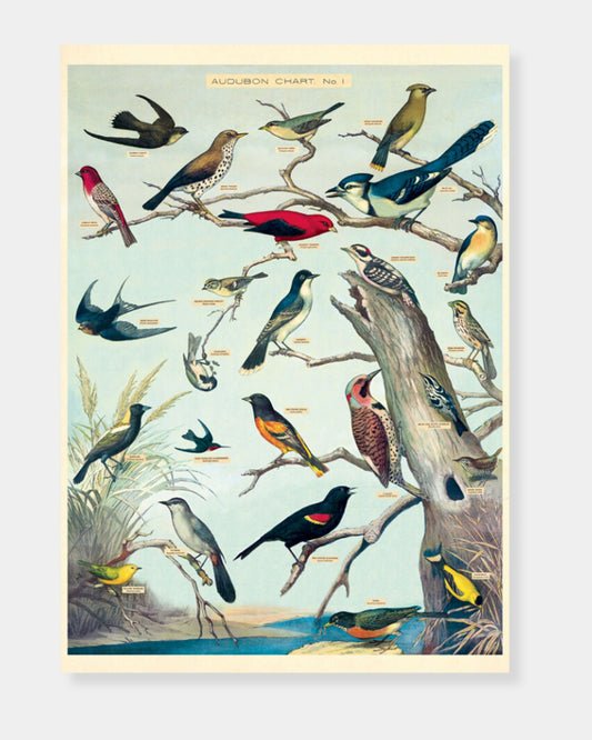 BIRDS - POSTER