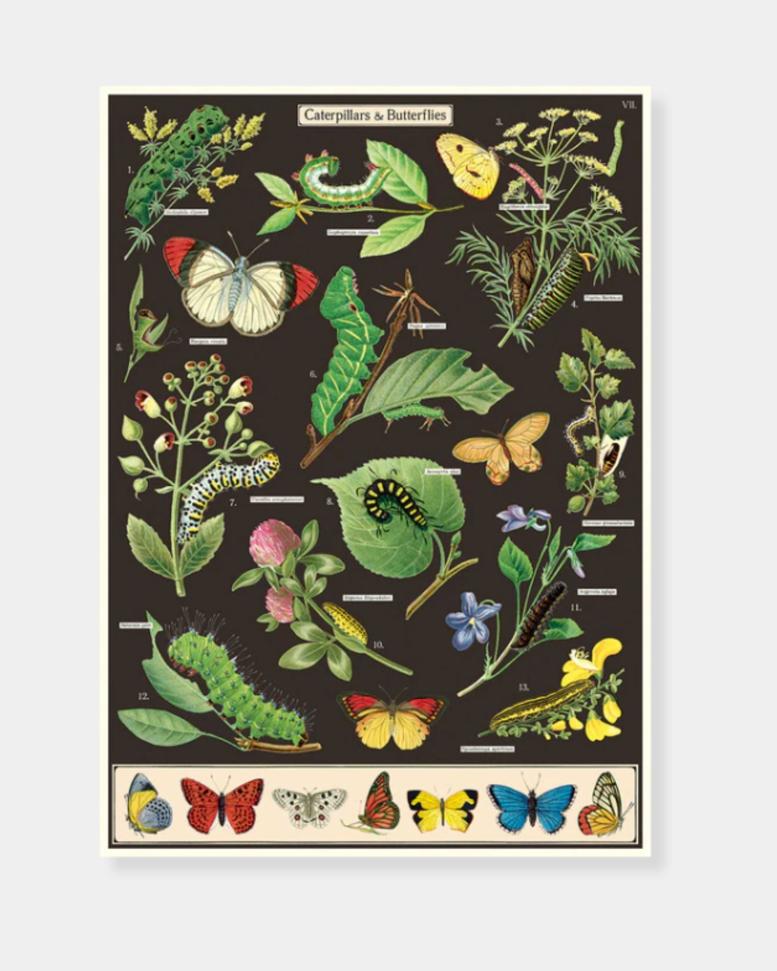 CATERPILLARS & BUTTERFLIES - POSTER