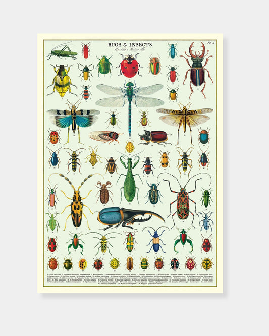 BUGS & INSECTS - POSTER