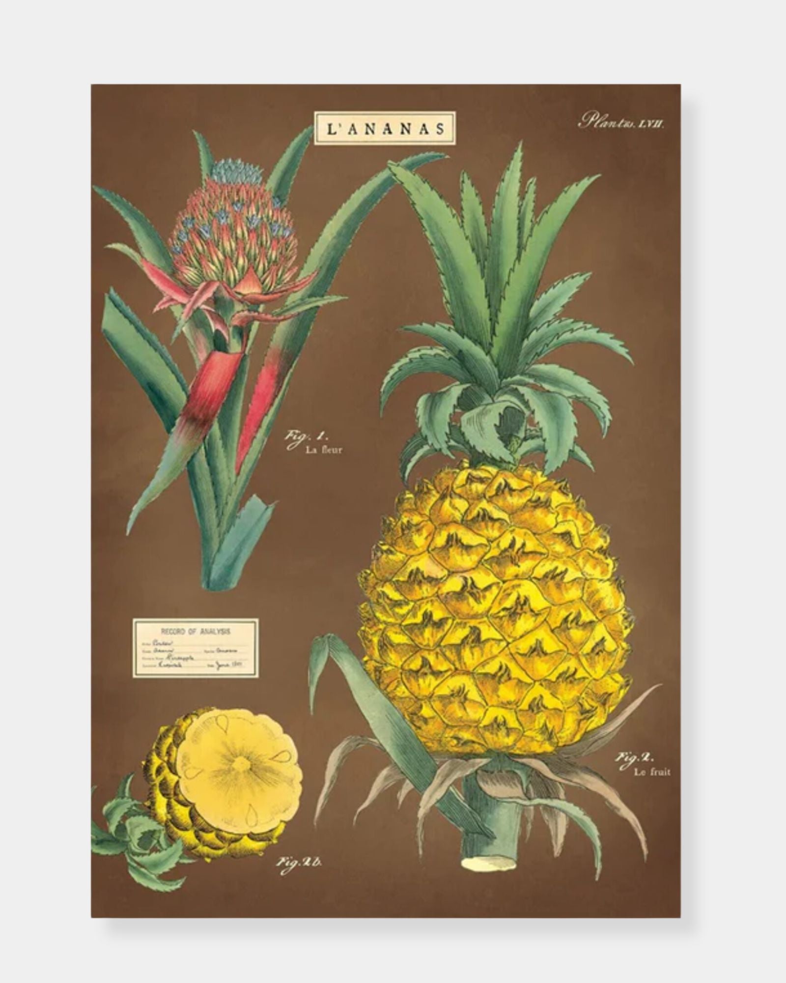 PINEAPPLE - POSTER