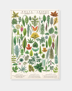 FOLIA LEAVES - POSTER