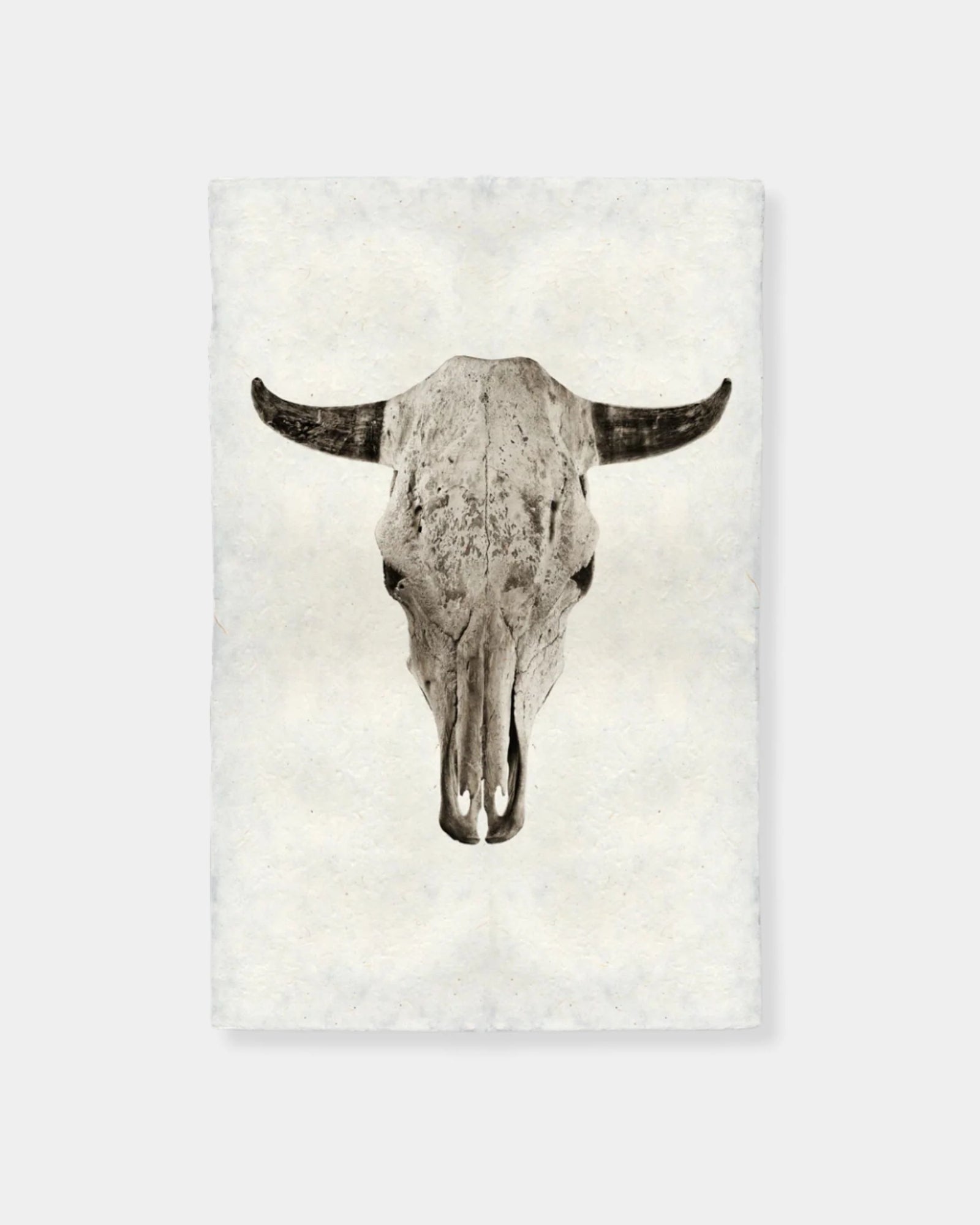 STEER SKULL - PRINT 9x14