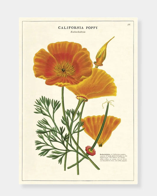 CALIFORNIA POPPY - POSTER