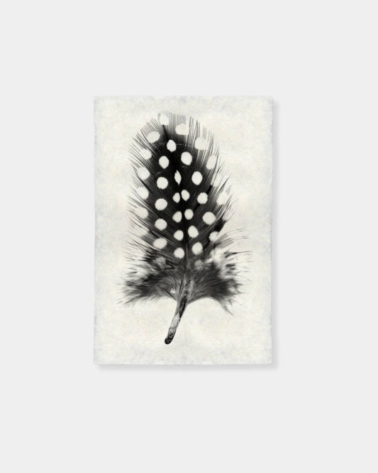 FEATHER STUDY 1 - PRINT - 9X14 | Stonewaters