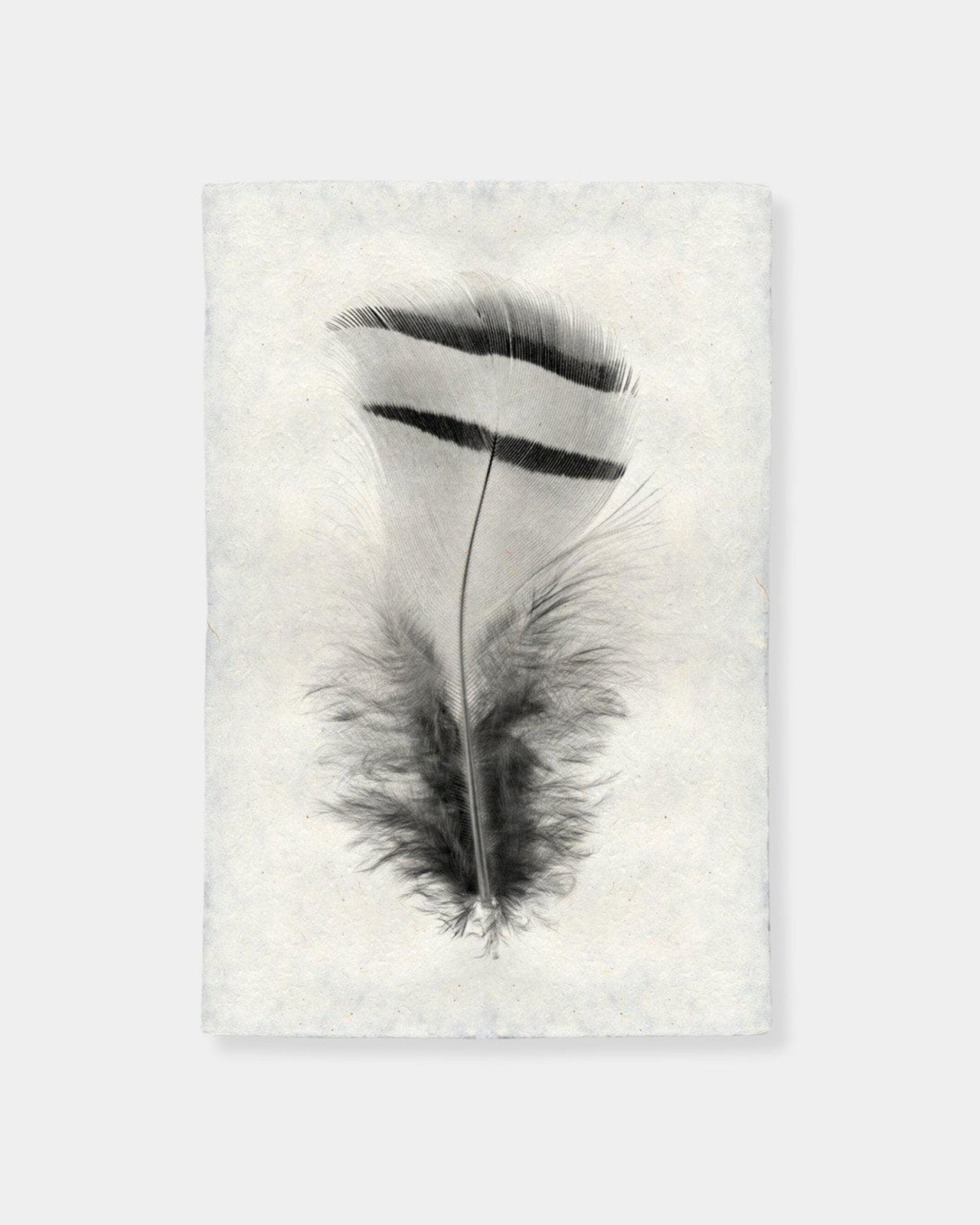 FEATHER STUDY 15 - PRINT | Stonewaters
