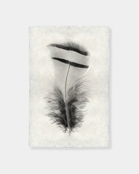 FEATHER STUDY 15 - PRINT | Stonewaters