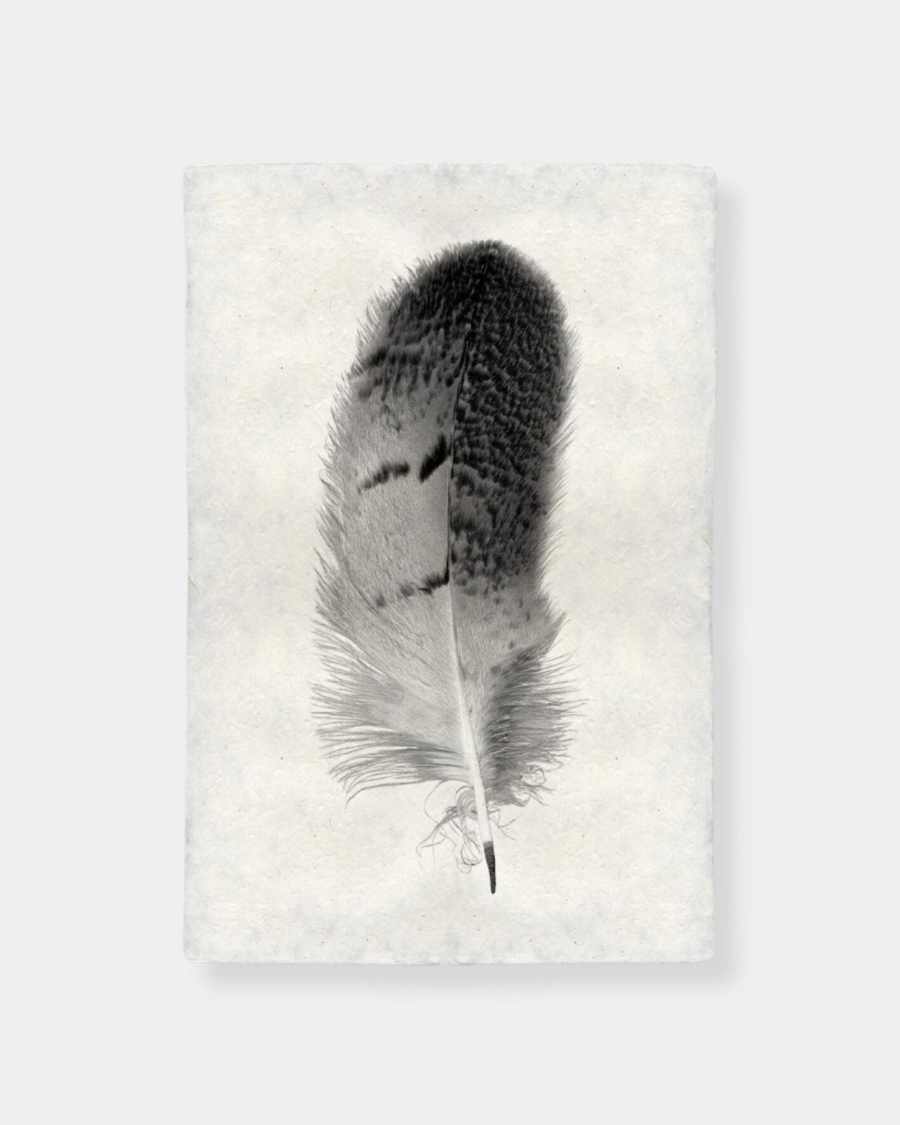FEATHER STUDY 7 OWL - PRINT | Stonewaters