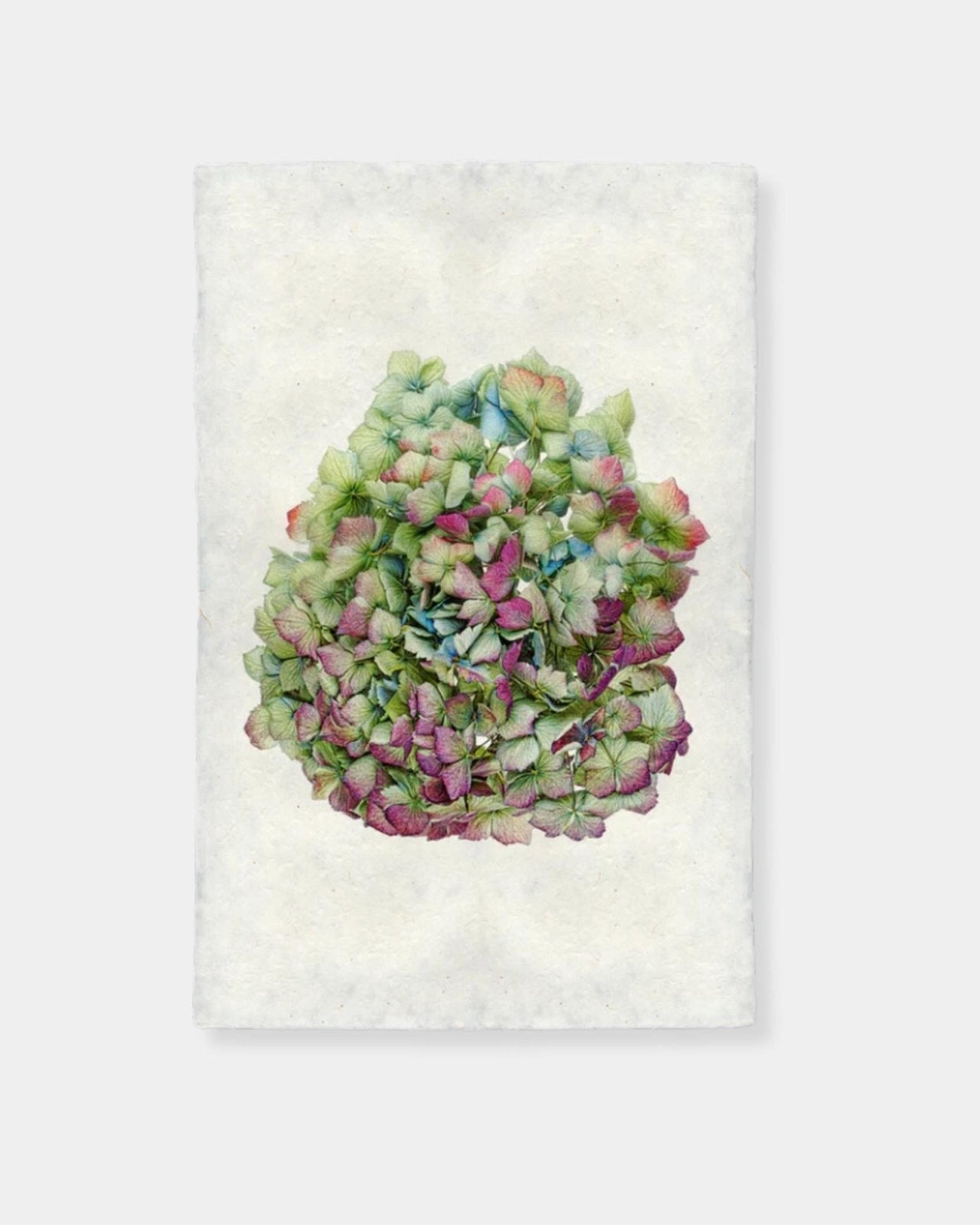 HYDRANGEAS 4 - PRINT 9x14 | Stonewaters