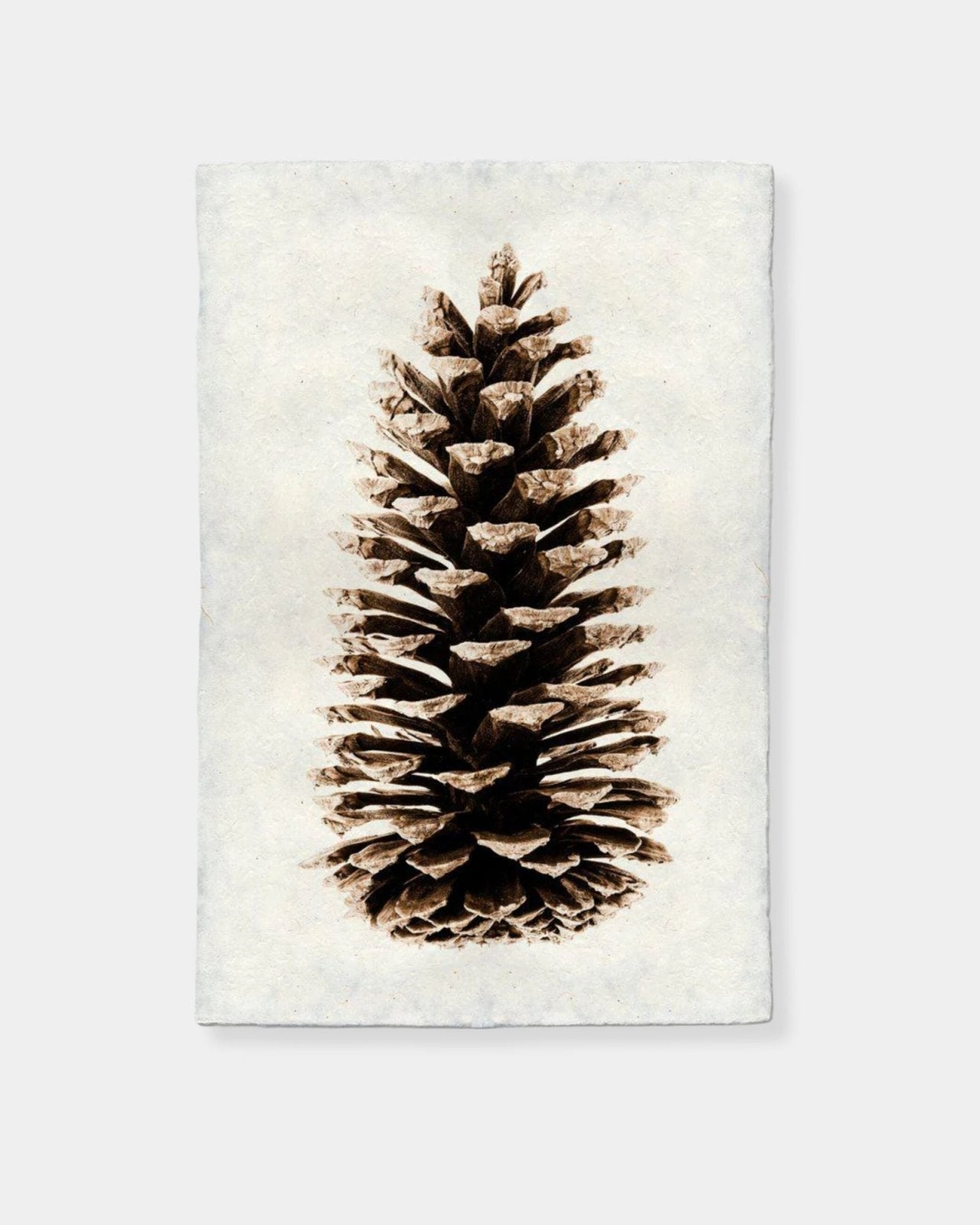 LOBLOLLY PINE - PRINT | Stonewaters