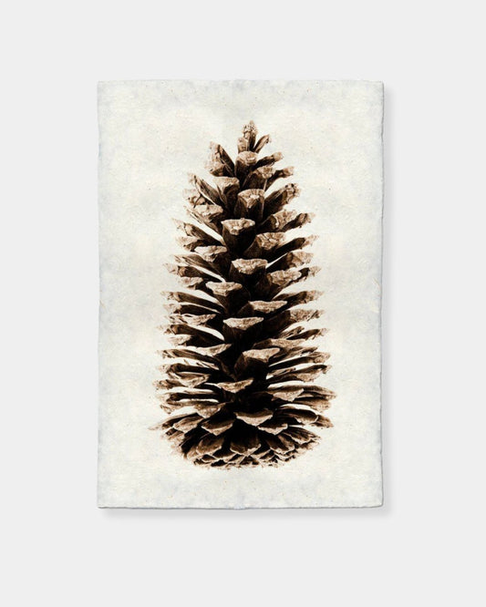 LOBLOLLY PINE - PRINT | Stonewaters
