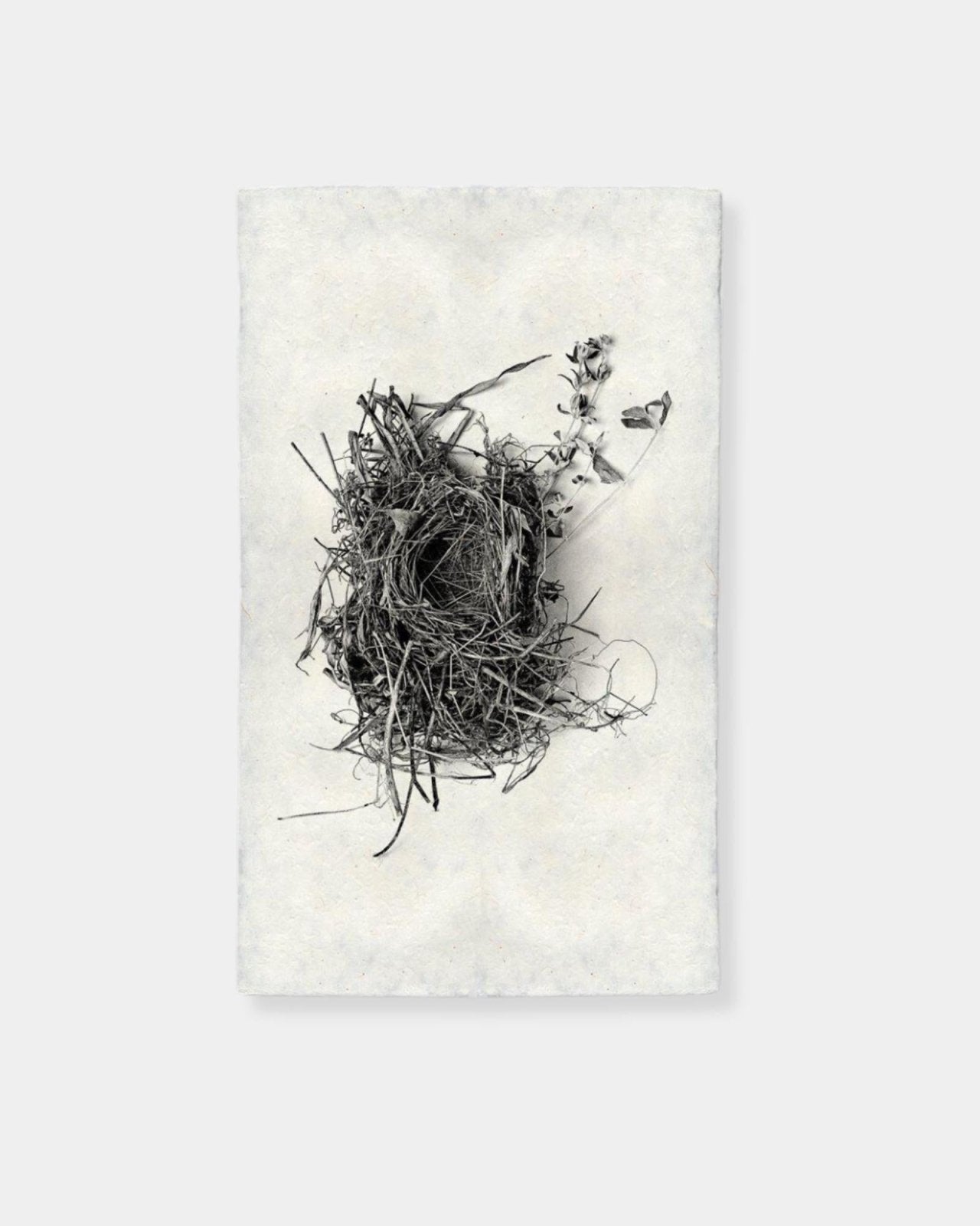 NEST STUDY 1 - PRINT | Stonewaters