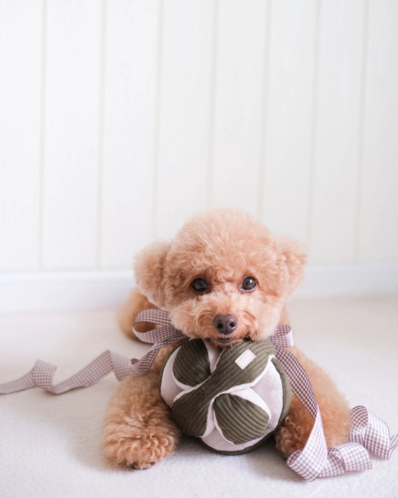 PINE MONTI - PET TOY | Stonewaters