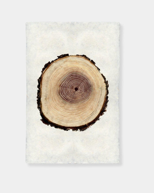 POPLAR TREE RING - PRINT | Stonewaters