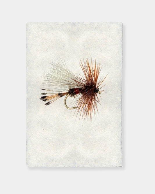 ROYAL WULFF - PRINT | Stonewaters