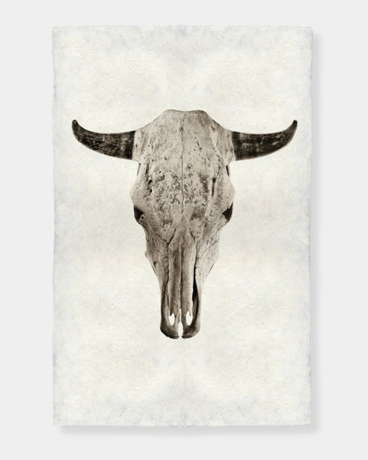 STEER SKULL - PRINT - 20X30 | Stonewaters