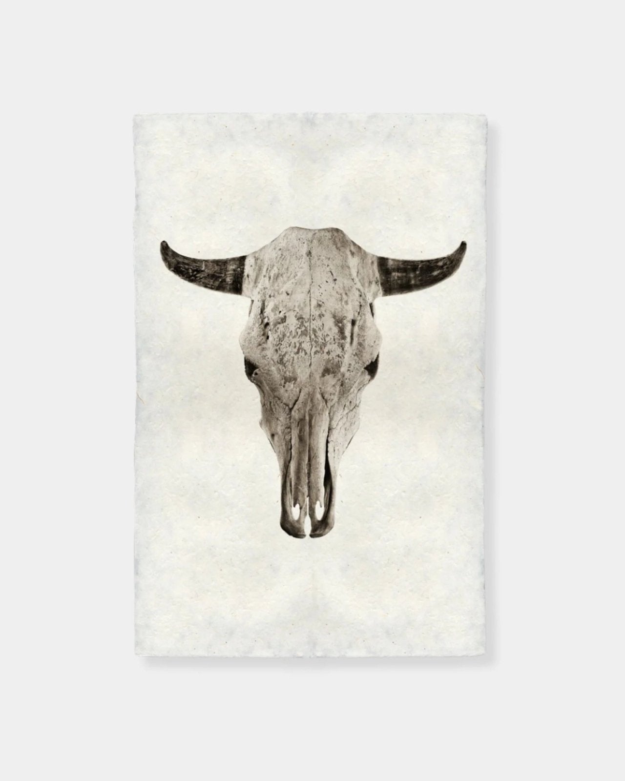 STEER SKULL - PRINT 9x14 | Stonewaters