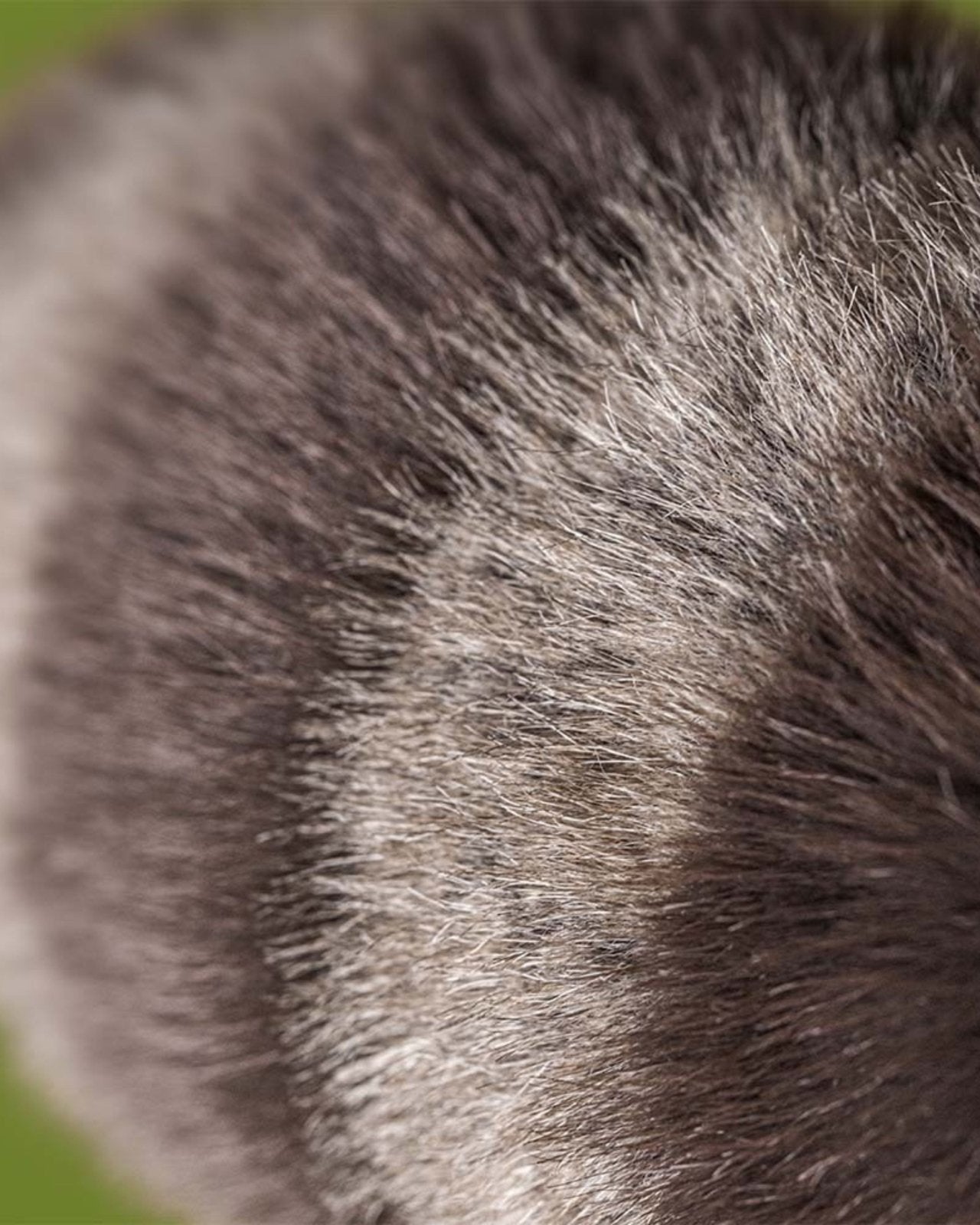 TRIXIWOO RACOON - PLUSH TOY | Stonewaters